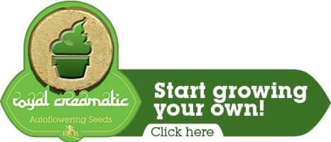 Royal Creamatic Autoflowering cannabis seeds Royal Creamatic Autoflowering cannabis seeds
