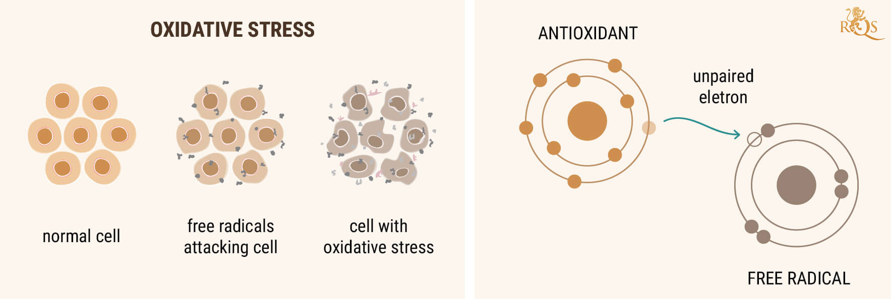 CBD-ÖLJY ANTIOKSIDANTTINA