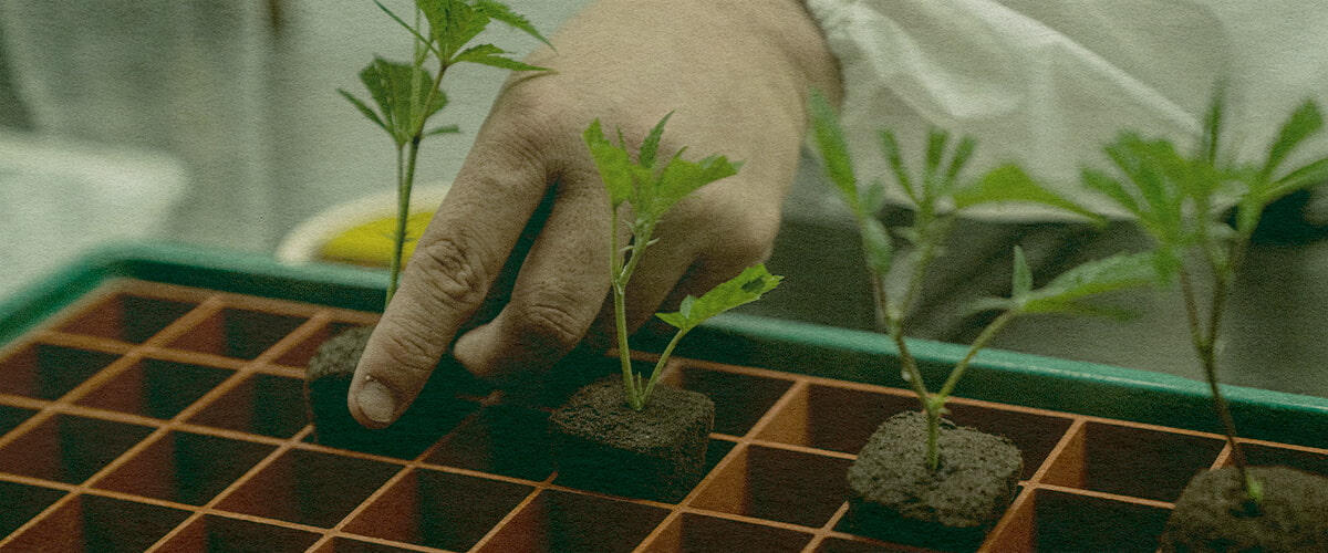 Aikasäästävä Kannabiksen Kloonaus: Maalaatikon Kuva Kättä istuttamassa kannabiksen klooneja maalaatikkoon tehokasta kasvua varten, esittelee aikaa säästäviä kloonaustekniikoita vihreällä laatikolla, ihanteellinen kannabiksen viljelyoppaisiin.