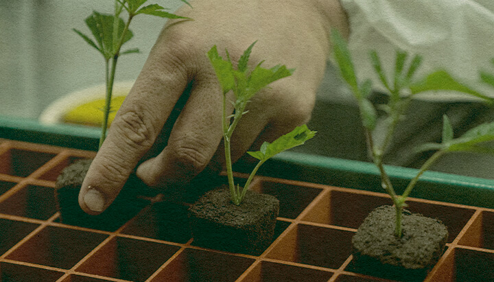 Aikasäästävä Kannabiksen Kloonaus: Maalaatikon Kuva Kättä istuttamassa kannabiksen klooneja maalaatikkoon tehokasta kasvua varten, esittelee aikaa säästäviä kloonaustekniikoita vihreällä laatikolla, ihanteellinen kannabiksen viljelyoppaisiin.