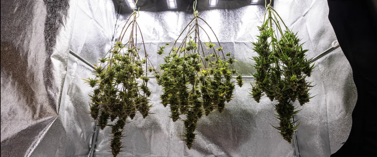 Cosmos F1 -kannabiskasvit kuivumassa kokonaisina kasvatuslaatikossa sadonkorjuun jälkeen, kypsät hartsiset oksat ripustettuina pimeään ennen trimmausta, curing-vaihetta ja lopullisia satotuloksia.