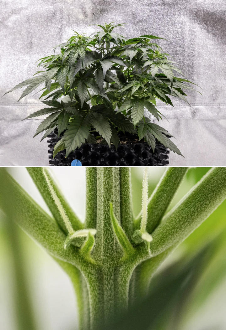 Cosmos F1 -kannabiskasvi viikolla 3, jossa näkyy sativavaikutteinen haaroittuminen, tiheä vihreä lehdistö ja ensimmäiset valkoiset emit, kun kukinta alkaa itämispäivien 19–26 välillä.