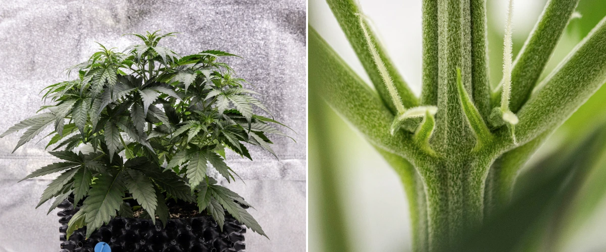 Cosmos F1 -kannabiskasvi viikolla 3, jossa näkyy sativavaikutteinen haaroittuminen, tiheä vihreä lehdistö ja ensimmäiset valkoiset emit, kun kukinta alkaa itämispäivien 19–26 välillä.