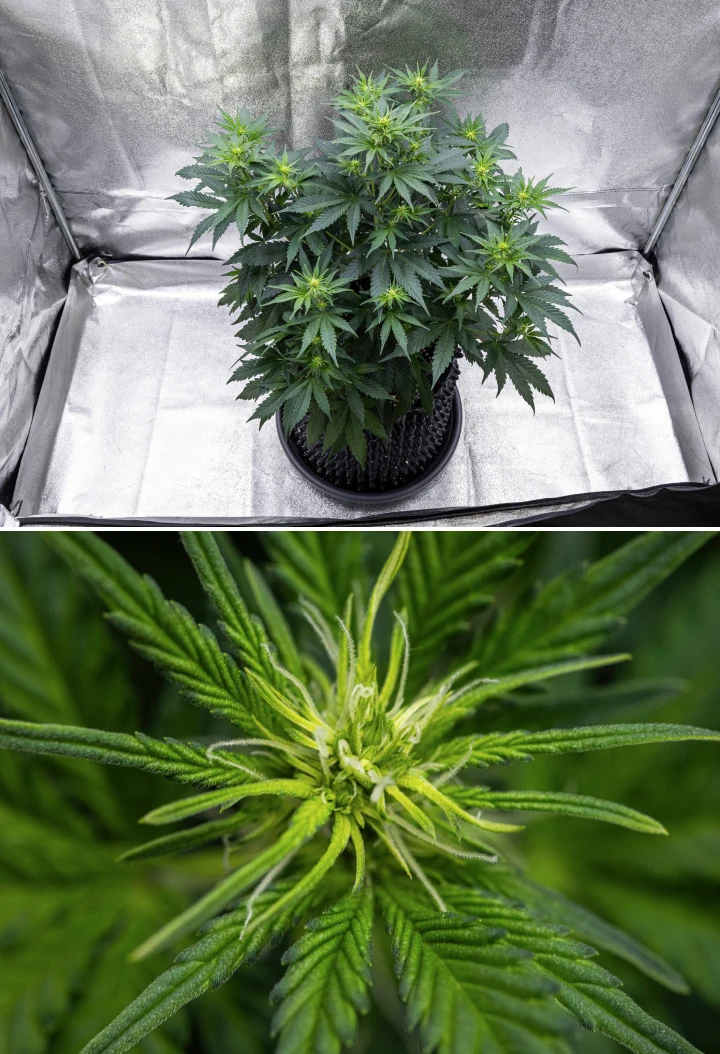 Cosmos F1 -kannabiskasvi kukinnan 1. viikolla, jossa näkyy voimakas pystysuuntainen kasvu, joulukuusimainen rakenne, terveet tummanvihreät lehdet ja kehittyvät kukkaryhmät itämispäivien 26–33 välillä.