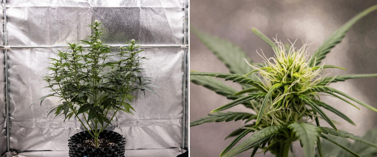 Cosmos F1 -kannabiskasvi kukinnan 2. viikolla, jossa näkyy varhainen kukkien muodostuminen, terve vihreä lehdistö, pystysuuntainen haararakenne ja kehittyvät valkoiset emit itämispäivien 33–40 välillä.