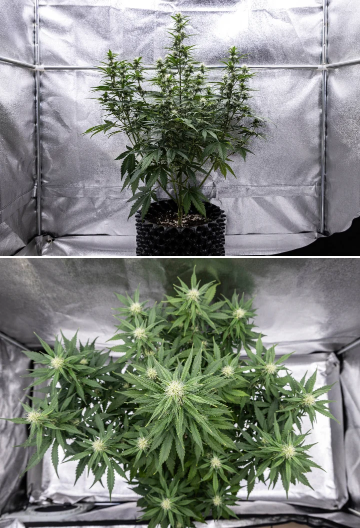 Cosmos F1 -kannabiskasvi kukinnan 3. viikolla, jossa näkyy hallitseva keskikola, hyvin sijoittuneet sivuhaarat, terve tummanvihreä lehdistö ja kehittyvät kukkakohdat itämispäivien 40–47 välillä.