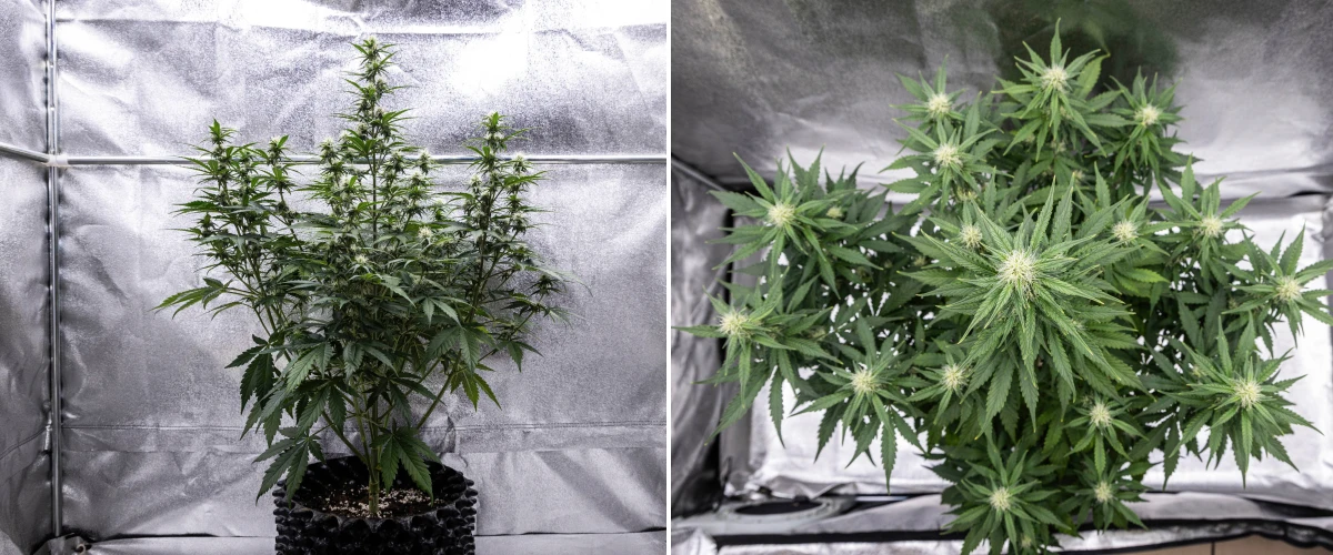 Cosmos F1 -kannabiskasvi kukinnan 3. viikolla, jossa näkyy hallitseva keskikola, hyvin sijoittuneet sivuhaarat, terve tummanvihreä lehdistö ja kehittyvät kukkakohdat itämispäivien 40–47 välillä.