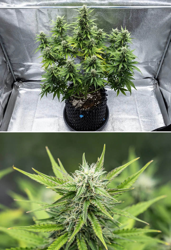 Cosmos F1 -kannabiskasvi kukinnan 4. viikolla, jossa näkyy tiheitä hartsisia kukkia, tahmeita verhiöitä, kypsyviä colia ja alempien lehtien lievää kellastumista itämispäivien 47–54 välillä.