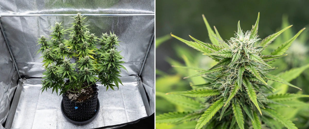 Cosmos F1 -kannabiskasvi kukinnan 4. viikolla, jossa näkyy tiheitä hartsisia kukkia, tahmeita verhiöitä, kypsyviä colia ja alempien lehtien lievää kellastumista itämispäivien 47–54 välillä.