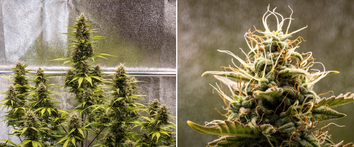 Cosmos F1 -kannabiskasvi kukinnan 5. viikolla, jossa näkyy trikomien peittämiä kompakteja kukkia, kypsyviä colia, meripihkanvärisiä emejä ja kellastuvia lehtiä sadonkorjuun lähestyessä itämispäivien 54–61 välillä.