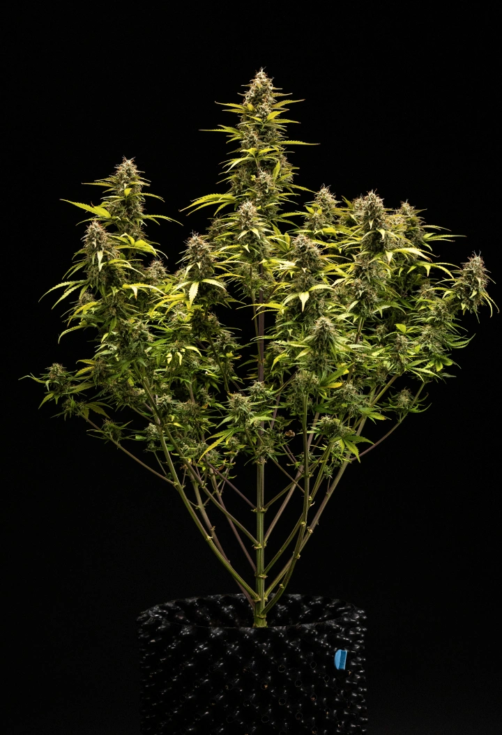 Cosmos F1 -kannabiskasvi kukinnan ja sadonkorjuun 6. viikolla, jossa näkyy kypsiä trikomien peittämiä colia, turvonneita verhiöitä, kellastuvia lehtiä ja hartsisia kukkia valmiina sadonkorjuuseen itämispäivänä 68.