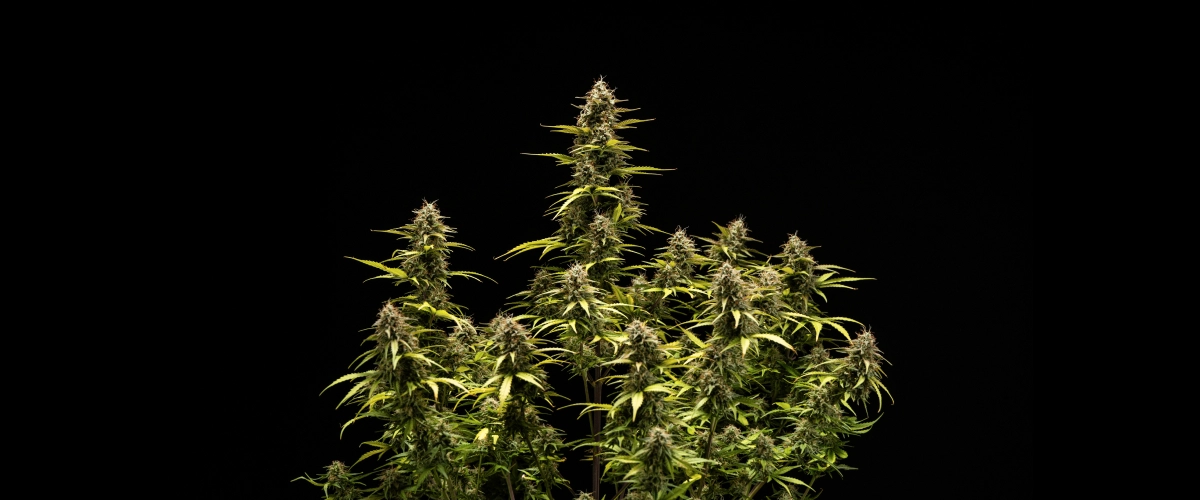 Cosmos F1 -kannabiskasvi kukinnan ja sadonkorjuun 6. viikolla, jossa näkyy kypsiä trikomien peittämiä colia, turvonneita verhiöitä, kellastuvia lehtiä ja hartsisia kukkia valmiina sadonkorjuuseen itämispäivänä 68.