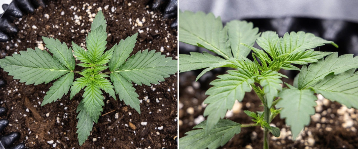 Cosmos F1 -kannabiskasvi kasvuvaiheen 1. viikolla, jossa näkyy kompakti pystykasvu, tasainen lehtiväli ja terve varhainen lehdistö itämispäivien 5–12 välillä.