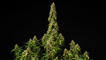 Kypsä Wedding Cake Auto -kannabiskasvi mustaa taustaa vasten, näyttäen tiheitä hartsisia kukkia, haalistuvia lehtiä ja korkean keskimmäisen colan kukinnan loppuvaiheessa.