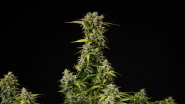 Kypsä Royal Creamatic -kannabiskasvi, jossa on tiheitä hartsisia kukkia, huurteisia trikomeja ja korkea pääkola mustaa taustaa vasten.