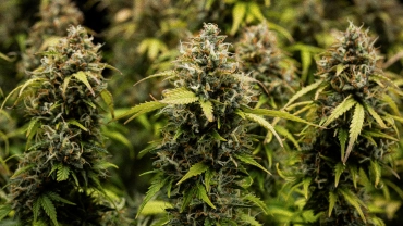 Granddaddy Purple Auto -kasvatuspäiväkirja: sadonkorjuun kansikuva Lähikuva Granddaddy Purple Auto -kannabiksen kukista, joissa näkyy tiheitä trikomien peittämiä colia, oransseja emejä, kypsiä vihreitä kukkia ja huurteista hartsia ennen sadonkorjuuta.