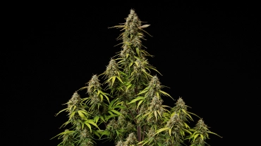 Atlas F1 grow reportin kansikuva: kypsät kannabiscolat Kypsät Atlas F1 -kannabiksen colat mustaa taustaa vasten, näyttäen hartsisia kukkia, oransseja emin luotteja, haalistuvia lehtiä ja sadonkorjuuvalmista kukintakasvua grow reportin kansikuvaa varten.