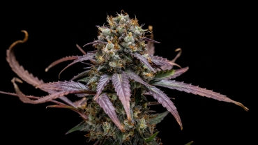 North Thunderfuck Auto -kasvatusraportti: kompakti sadonkorjuuvalmis kasvi North Thunderfuck Auto -kannabiskasvi, jossa on kompaktit sadonkorjuuvalmiit kukinnot, hartsiset kukat, oranssit emit ja vihreä lehdistö heijastavassa kasvatusteltassa.