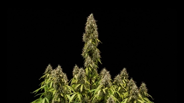 Täysikasvuinen Pink Mist Auto -kannabiskasvi, jossa on korkea pääkukinto, tiheitä trikomeilla peittyneitä kukintoja ja useita kukkivia oksia mustaa taustaa vasten.