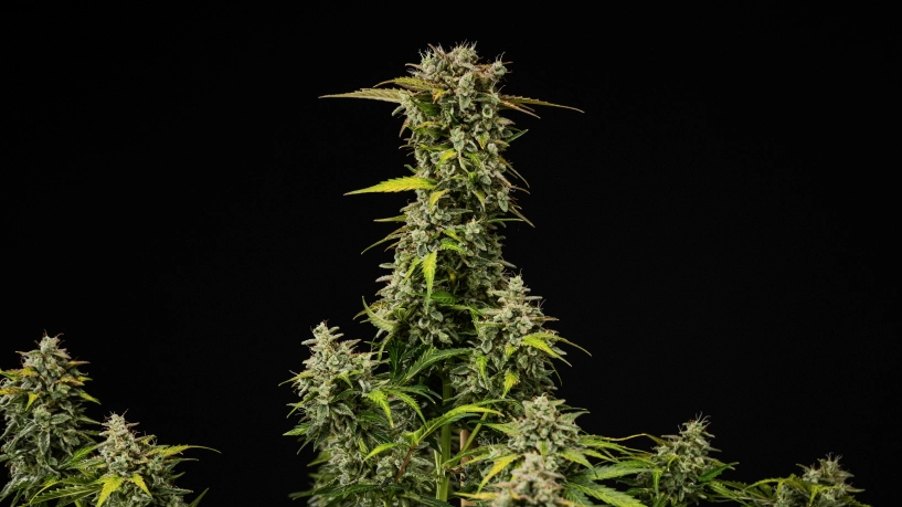 Kypsä Royal Creamatic -kannabiskasvi, jossa on tiheitä hartsisia kukkia, huurteisia trikomeja ja korkea pääkola mustaa taustaa vasten.