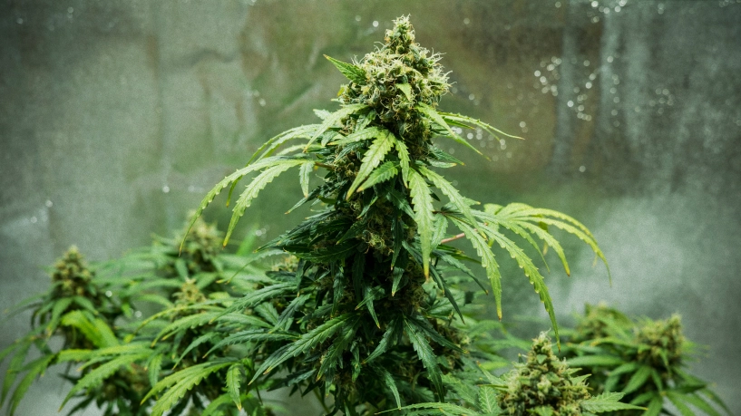 Royal Dwarf -kannabiskasvi, jossa on kompakteja sadonkorjuuvalmiita kukkia, hartsisia kukkia, oransseja eminkarvoja ja vihreä lehvistö heijastavassa kasvatusteltassa.