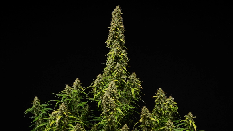 Kypsä Wedding Cake Auto -kannabiskasvi mustaa taustaa vasten, näyttäen tiheitä hartsisia kukkia, haalistuvia lehtiä ja korkean keskimmäisen colan kukinnan loppuvaiheessa.