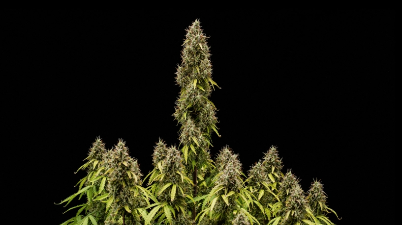 Täysikasvuinen Pink Mist Auto -kannabiskasvi, jossa on korkea pääkukinto, tiheitä trikomeilla peittyneitä kukintoja ja useita kukkivia oksia mustaa taustaa vasten.