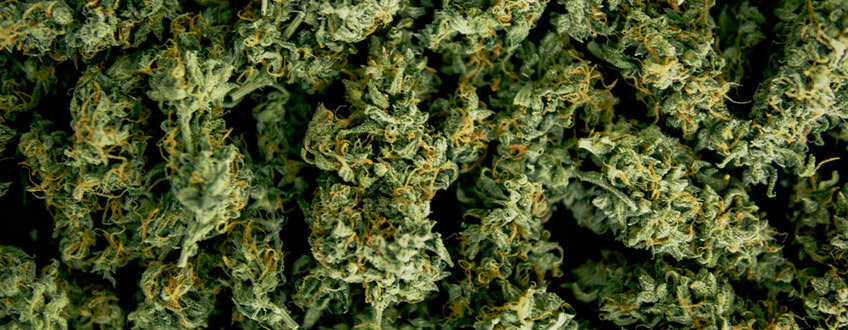 Opi jokainen askel kannabiksen sadonkorjuusta ja sen jälkeisestä käsittelystä Opi jokainen askel kannabiksen sadonkorjuusta ja sen jälkeisestä käsittelystä