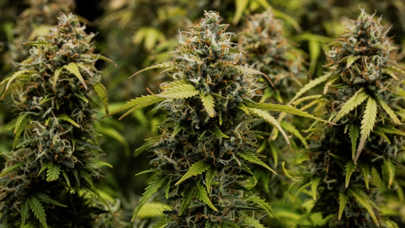 Granddaddy Purple Auto -kasvatuspäiväkirja: sadonkorjuun kansikuva Lähikuva Granddaddy Purple Auto -kannabiksen kukista, joissa näkyy tiheitä trikomien peittämiä colia, oransseja emejä, kypsiä vihreitä kukkia ja huurteista hartsia ennen sadonkorjuuta.