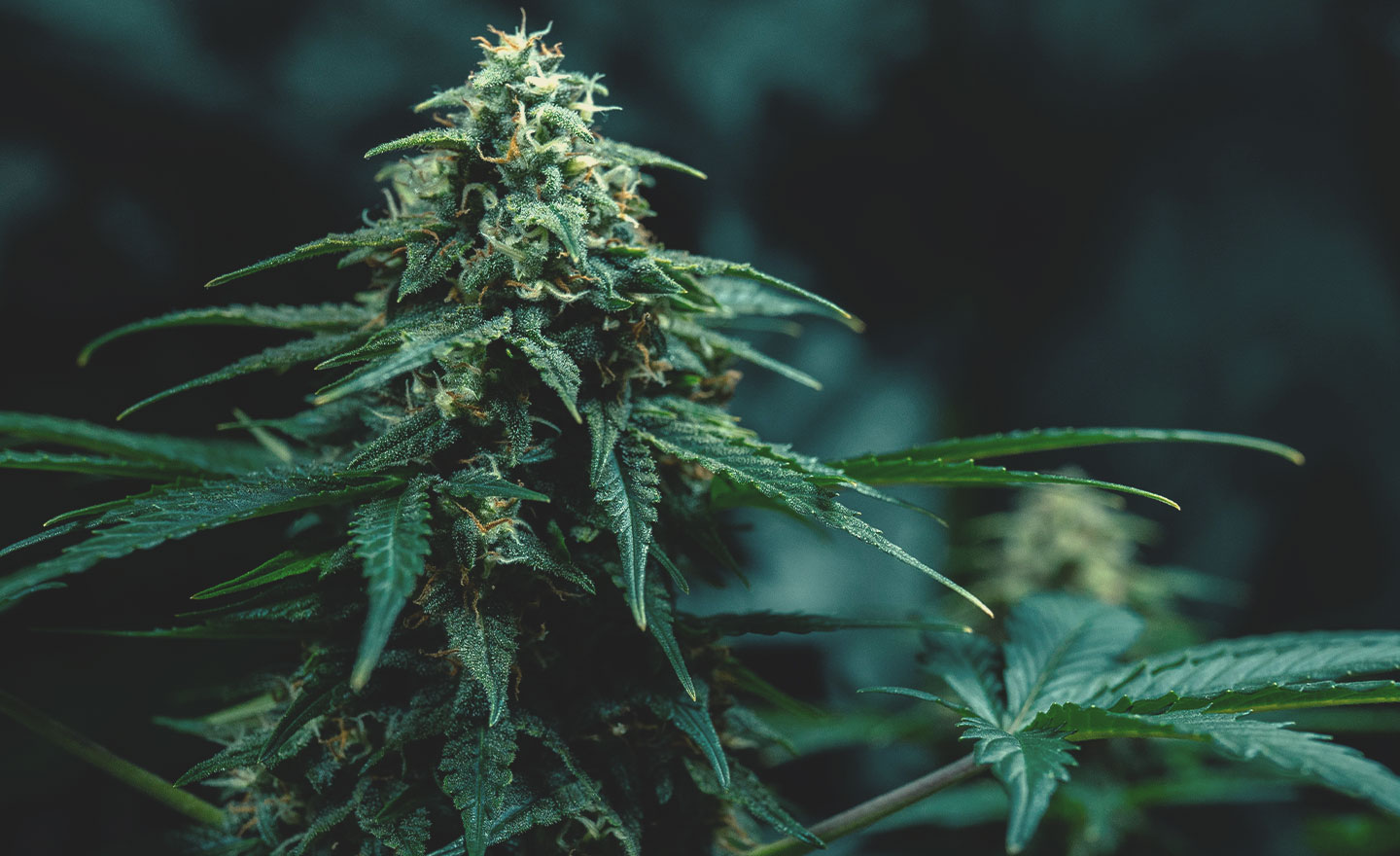 Kannabiksen thai-genetiikka: Historia ja alkuperä Kannabiksen thai-genetiikka: Historia ja alkuperä