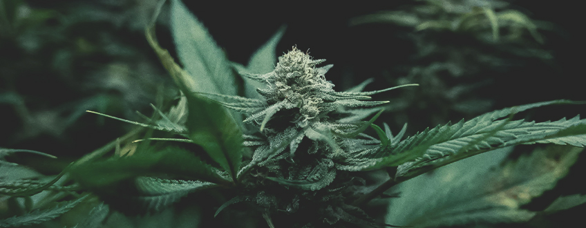 Kannabiksen Kasvatus: Perusteiden Ymmärtäminen Kannabiksen Kasvatus: Perusteiden Ymmärtäminen