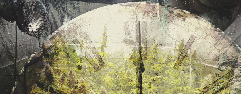 Miten Paljon Aikaa Tarvitaan Kannabiksen Sisäkasvatukseen? Miten Paljon Aikaa Tarvitaan Kannabiksen Sisäkasvatukseen?