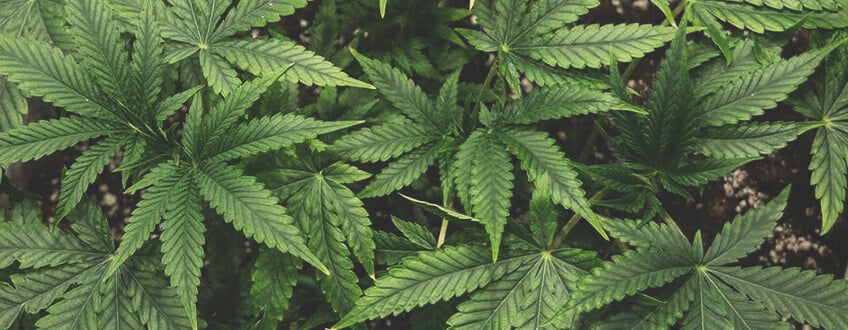 Miten Kasvattaa Kannabista Vegetatiivisen Vaiheen Aikana