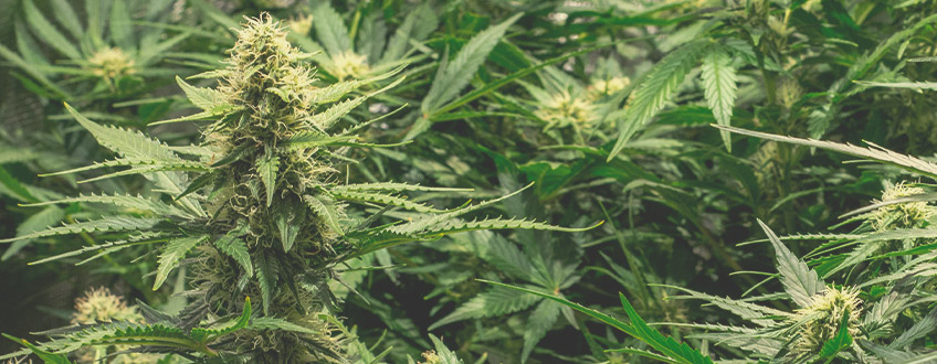 Kuinka kasvattaa suurimmat sadot autoflowering-kannabiksesta? Kuinka kasvattaa suurimmat sadot autoflowering-kannabiksesta?