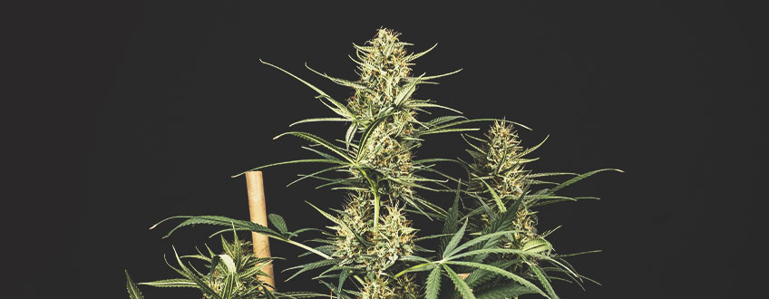 Parhaat Edulliset Kannabiksen Siemenet Royal Queen Seedsiltä Parhaat Edulliset Kannabiksen Siemenet Royal Queen Seedsiltä
