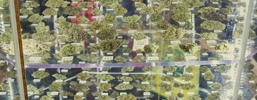 Cannabis cup -voittajat