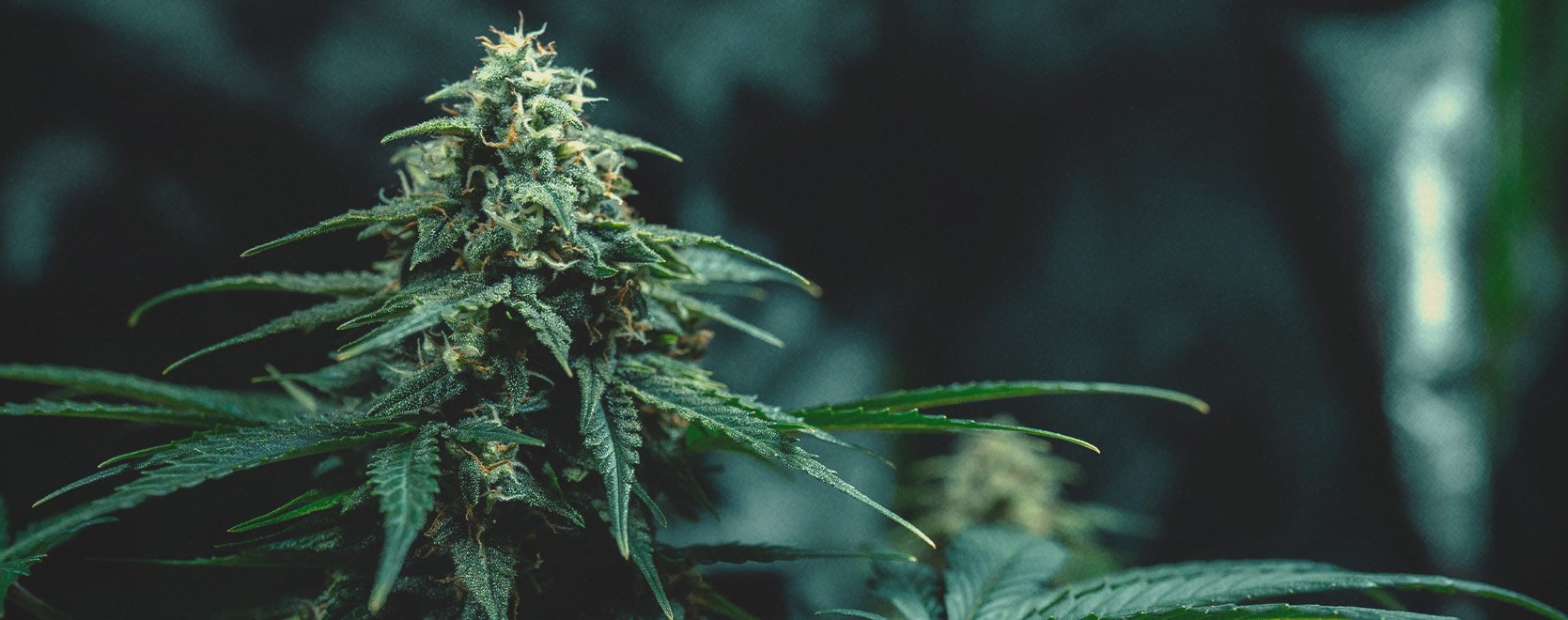 Kannabiksen thai-genetiikka: Historia ja alkuperä Kannabiksen thai-genetiikka: Historia ja alkuperä
