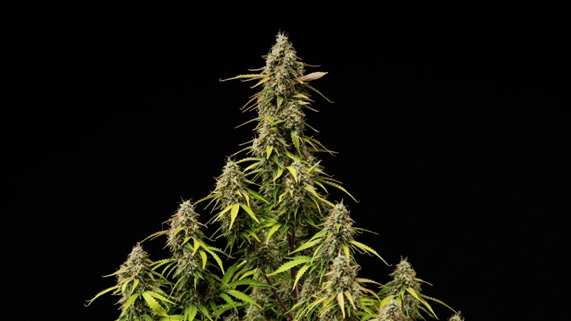 Atlas F1 grow reportin kansikuva: kypsät kannabiscolat Kypsät Atlas F1 -kannabiksen colat mustaa taustaa vasten, näyttäen hartsisia kukkia, oransseja emin luotteja, haalistuvia lehtiä ja sadonkorjuuvalmista kukintakasvua grow reportin kansikuvaa varten.