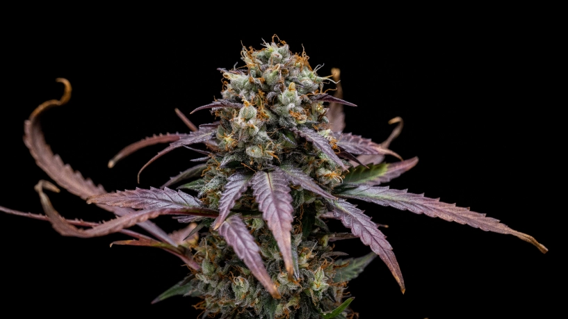 North Thunderfuck Auto -kasvatusraportti: kompakti sadonkorjuuvalmis kasvi North Thunderfuck Auto -kannabiskasvi, jossa on kompaktit sadonkorjuuvalmiit kukinnot, hartsiset kukat, oranssit emit ja vihreä lehdistö heijastavassa kasvatusteltassa.