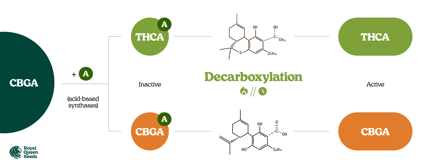 What Are Cannabinoid Acids? What Are Cannabinoid Acids?