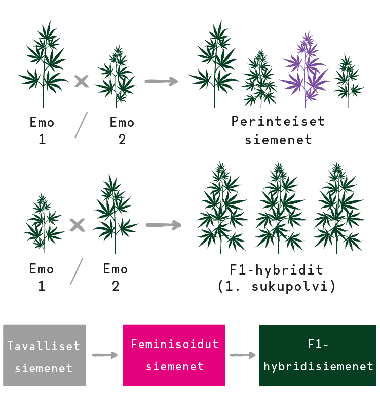 F1-hybridikannabiksen siemenet