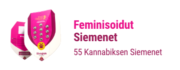 feminisoidut-kannabiksen-siemenet