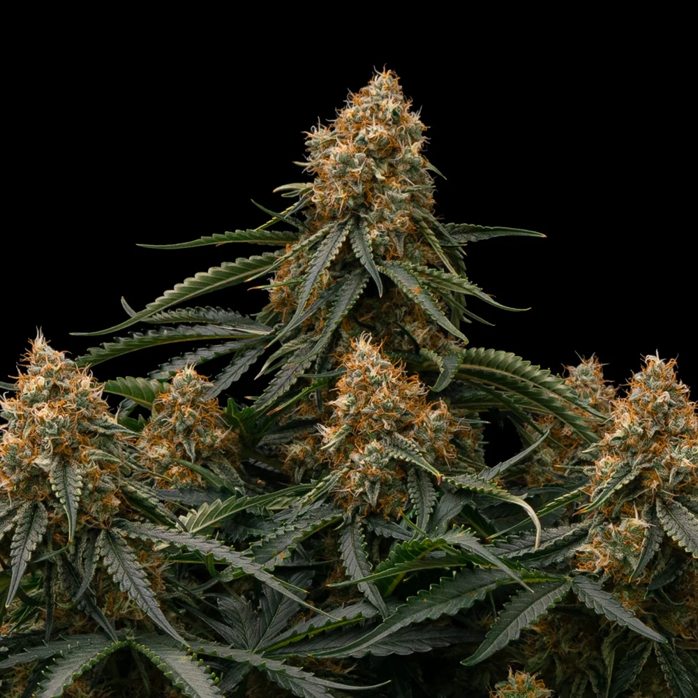 Gaia F1