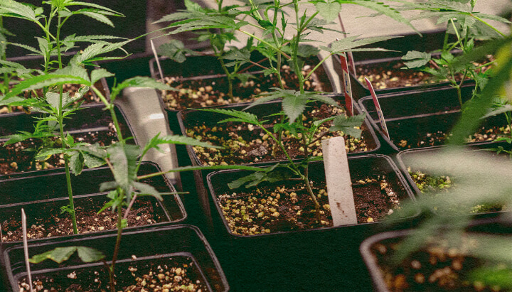 Genotyyppi vs Fenotyyppi: Kannabiskasvit Ruukuissa Kannabiskasveja mustissa ruukuissa maaperällä, esittelee geneettisiä piirteitä genotyyppi vs fenotyyppi vertailuun, ihanteellinen kannabiksen viljelykoulutukseen.