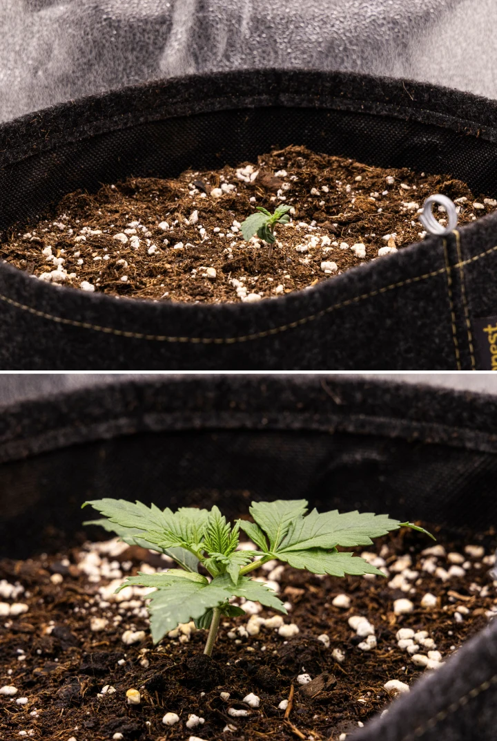 Granddaddy Purple Auto viikko 1: taimivaihe Granddaddy Purple Auto -kannabiksen taimi viikolla 1, jossa näkyy varhainen kasvu 11 litran kangasruukussa suorakylvön jälkeen, sirkkalehdet avoinna ja ensimmäiset varsinaiset lehdet kehittymässä.