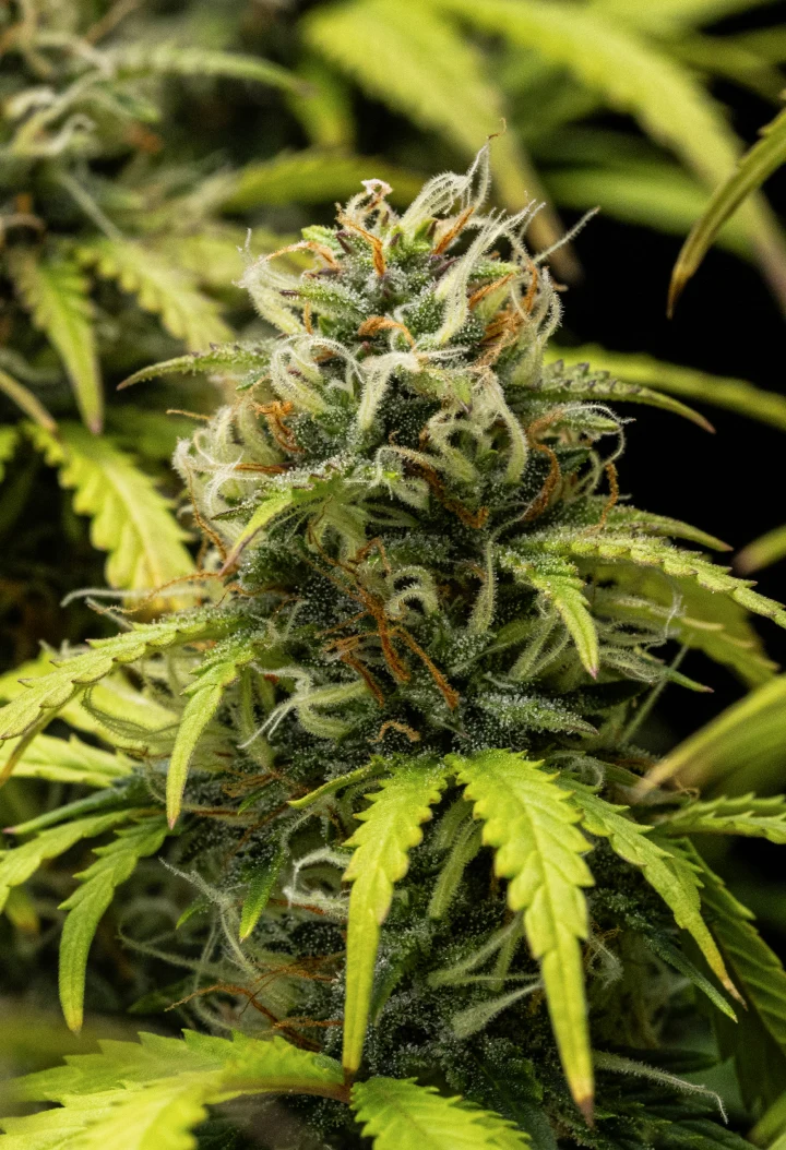Granddaddy Purple Auto viikko 10: hedelmäiset kukat ennen sadonkorjuuta Granddaddy Purple Auto -kannabiskasvi viikolla 10, jossa näkyy kypsiä trikomin peittämiä kukkia, hedelmäisiä kukkivia colia, oransseja emejä ja kellastuvia syksyisiä lehtiä sadonkorjuun lähestyessä.
