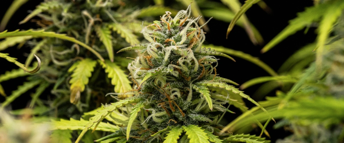 Granddaddy Purple Auto viikko 10: hedelmäiset kukat ennen sadonkorjuuta Granddaddy Purple Auto -kannabiskasvi viikolla 10, jossa näkyy kypsiä trikomin peittämiä kukkia, hedelmäisiä kukkivia colia, oransseja emejä ja kellastuvia syksyisiä lehtiä sadonkorjuun lähestyessä.