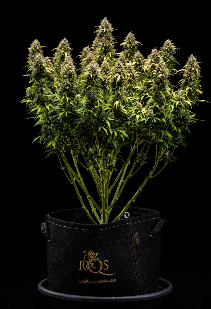Granddaddy Purple Auto viikko 11: valmis sadonkorjuuseen Granddaddy Purple Auto -kannabiskasvi viikolla 11, jossa näkyy kivikovia trikomien peittämiä kukkia, hedelmäisiä kypsiä colia, syvän syksynkeltaisia lehtiä ja sadonkorjuuseen valmiita kukkia.
