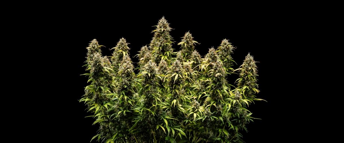 Granddaddy Purple Auto viikko 11: valmis sadonkorjuuseen Granddaddy Purple Auto -kannabiskasvi viikolla 11, jossa näkyy kivikovia trikomien peittämiä kukkia, hedelmäisiä kypsiä colia, syvän syksynkeltaisia lehtiä ja sadonkorjuuseen valmiita kukkia.