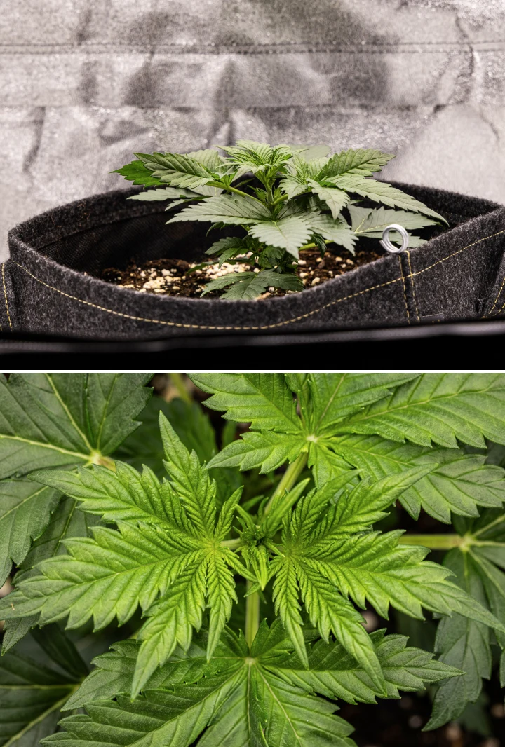 Granddaddy Purple Auto -kannabiskasvi viikolla 2, jossa näkyy vahvempi varhainen kasvuvaihe, uutta haaroittumista, terveitä vihreitä lehtiä ja palautuminen epätasaisesta taimivaiheen alusta.